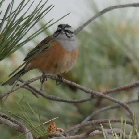 Pansiyon Salto Do Lobo - Montain With Private River Penhas da Saúde