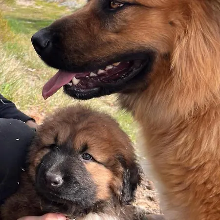Salto Do Lobo - Montain With Private River Quarto em Acomodações Particulares *