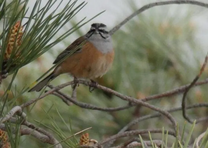ホームステイ Salto Do Lobo - Montain With Private River Penhas da Saúde