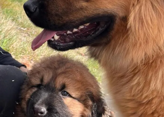 Salto Do Lobo - Montain With Private River ホームステイ *